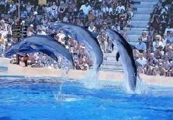 benidorm mundomar dolphin show image