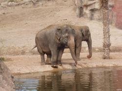 benidorm terra natura elephants image